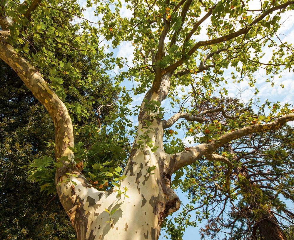 Sycamore Tree In The Park, Summer Season